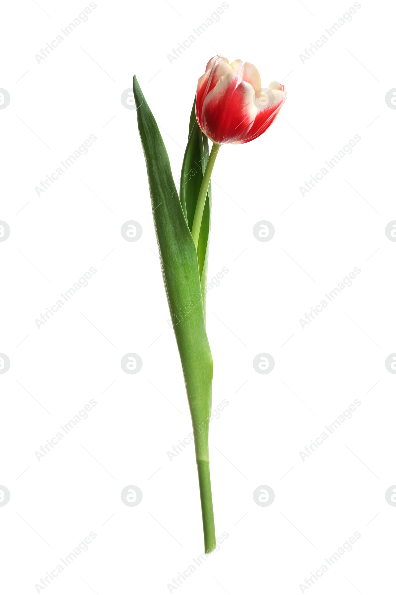 Photo of Beautiful tender spring tulip isolated on white