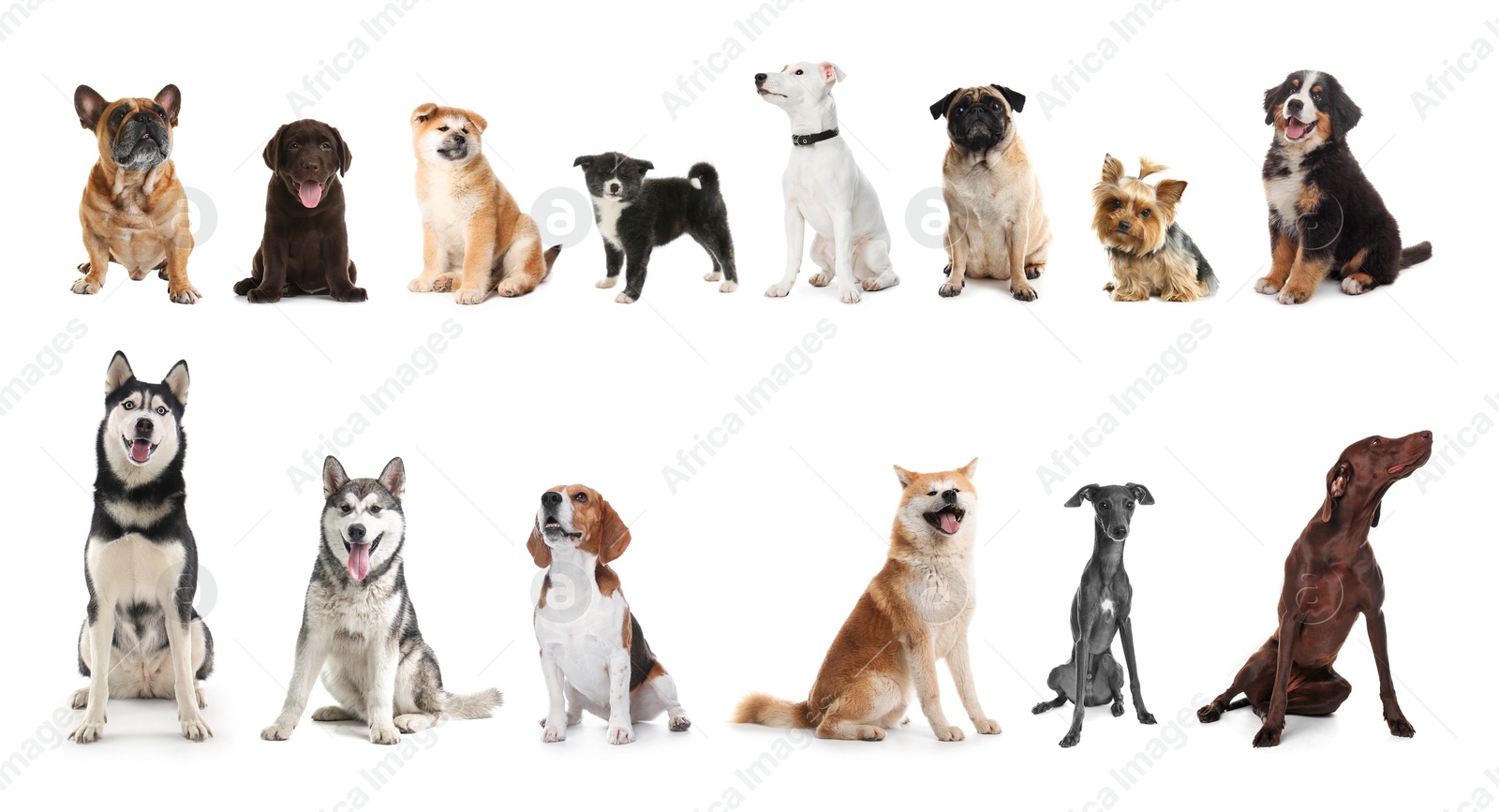 Image of Set of adorable pets on white background. Banner design 