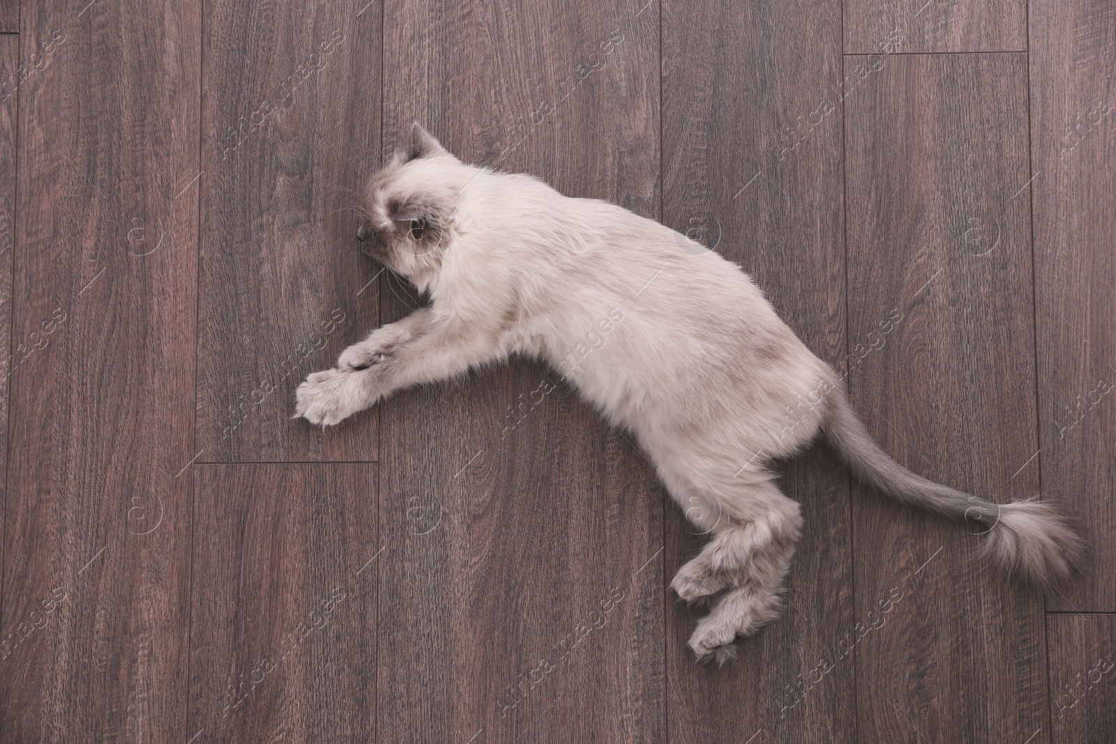 Photo of Beautiful fluffy cat lying on warm floor in room, top view. Heating system