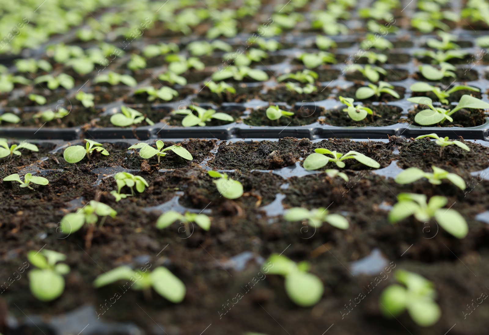 Photo of Many fresh seedlings growing in cultivation trays, closeup