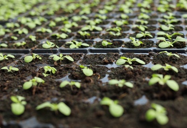 Many fresh seedlings growing in cultivation trays, closeup