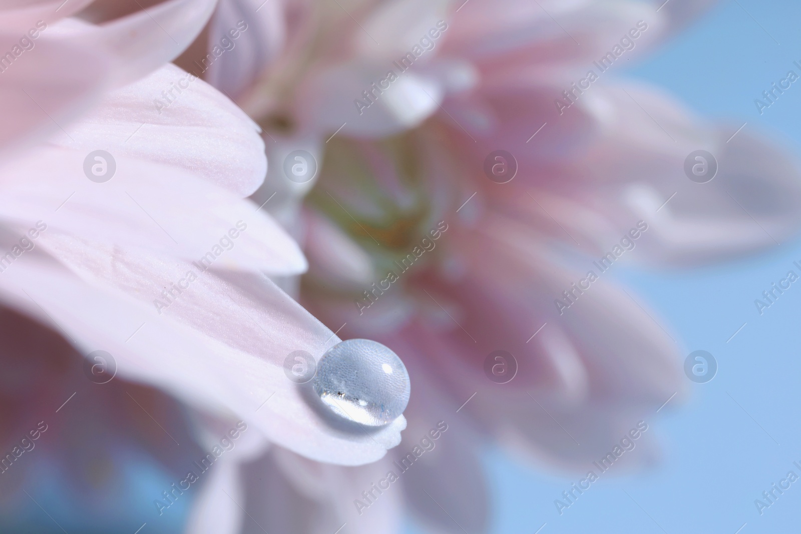 Photo of Macro photo of flower with water drop against light blue background