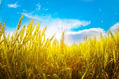 Image of Ukrainian flag. Picturesque view of yellow wheat field under blue sky