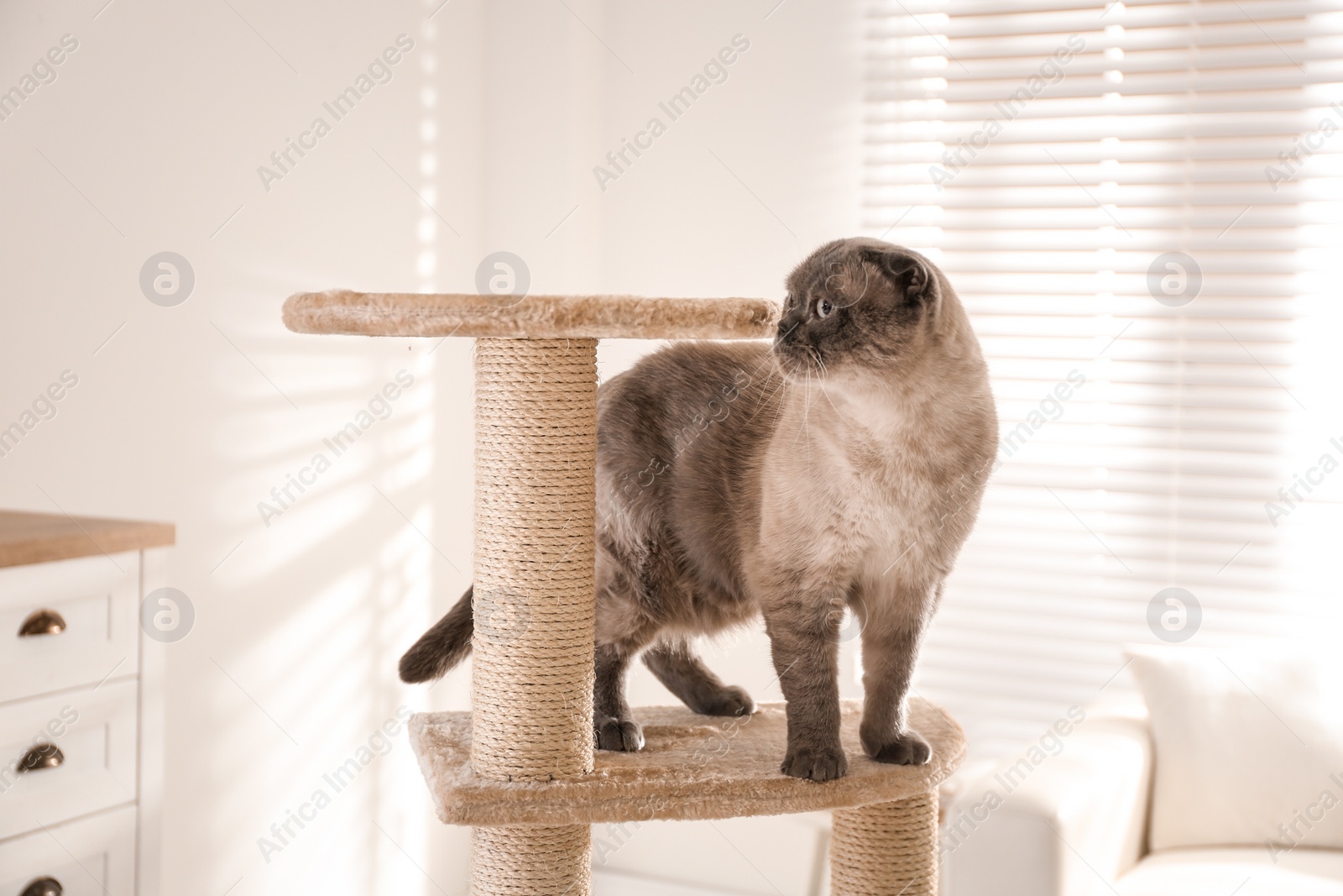 Photo of Cute Scottish fold on cat tree at home. Fluffy pet