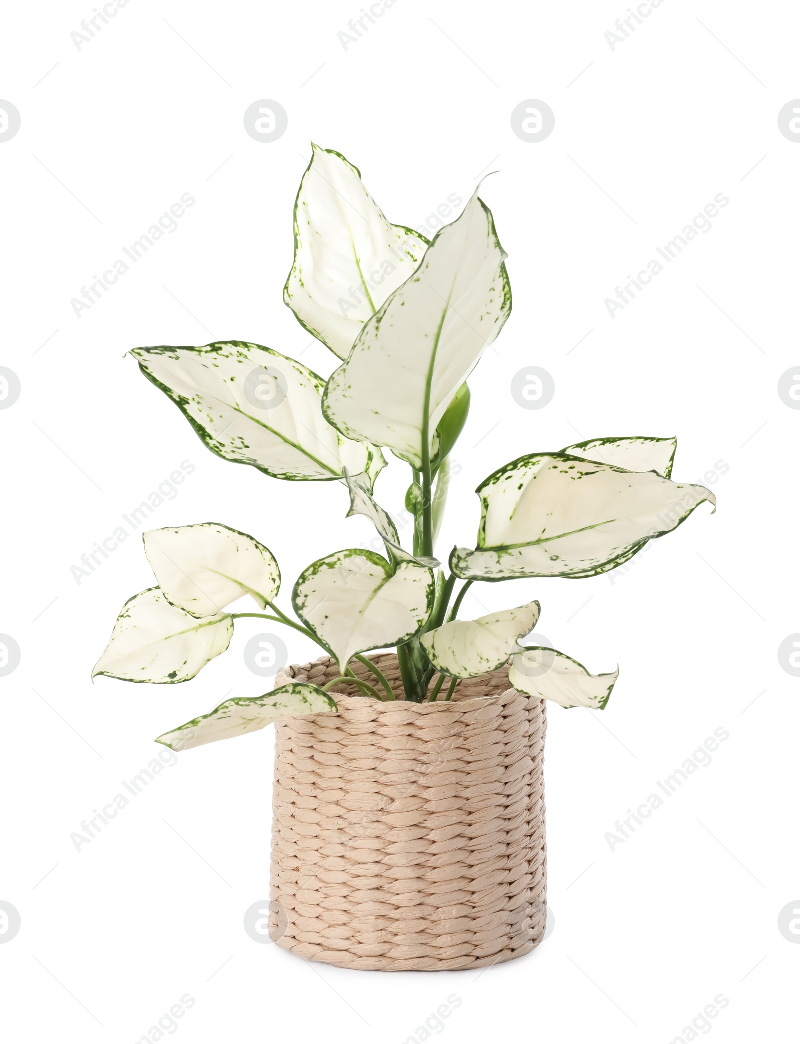 Photo of Beautiful Aglaonema plant in flowerpot isolated on white. House decor