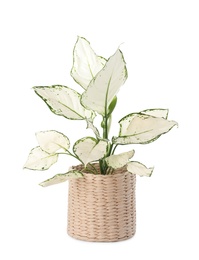 Beautiful Aglaonema plant in flowerpot isolated on white. House decor