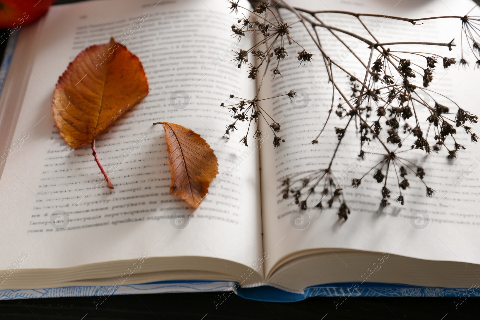 Photo of Book with dried flower and autumn leaves as bookmark, closeup