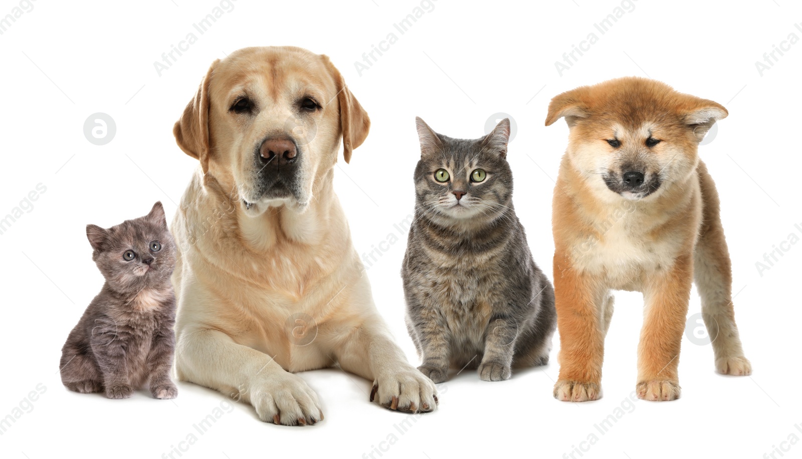 Image of Cute dogs and cats on white background