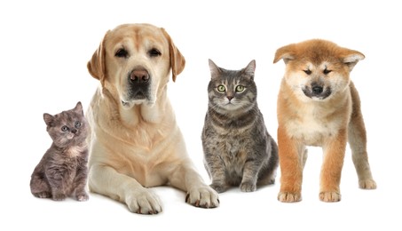 Cute dogs and cats on white background