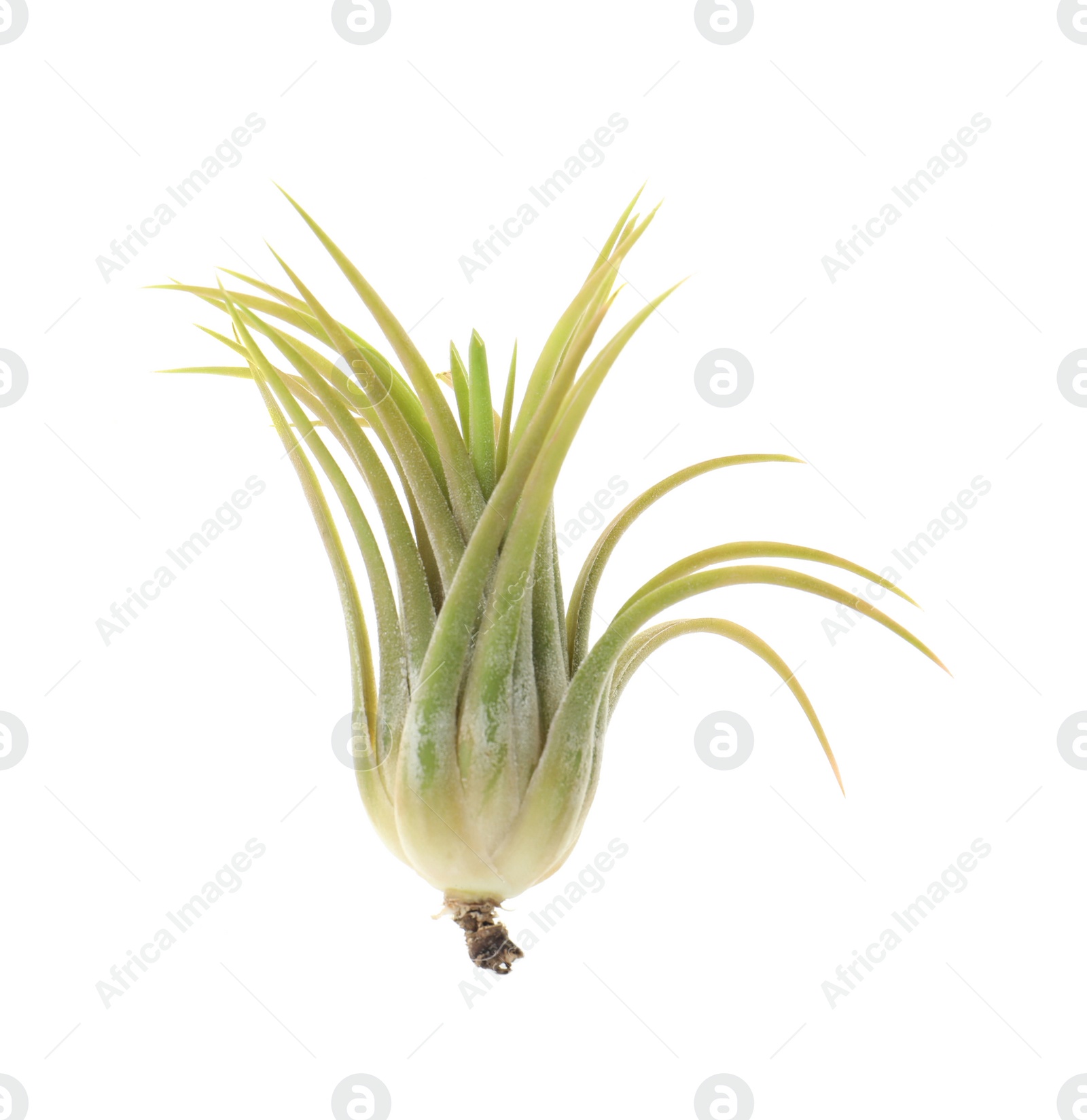 Photo of Beautiful tillandsia isolated on white. Exotic houseplant