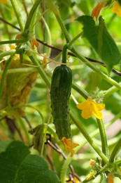 Photo of Closeup view of cucumber ripening in garden on sunny day