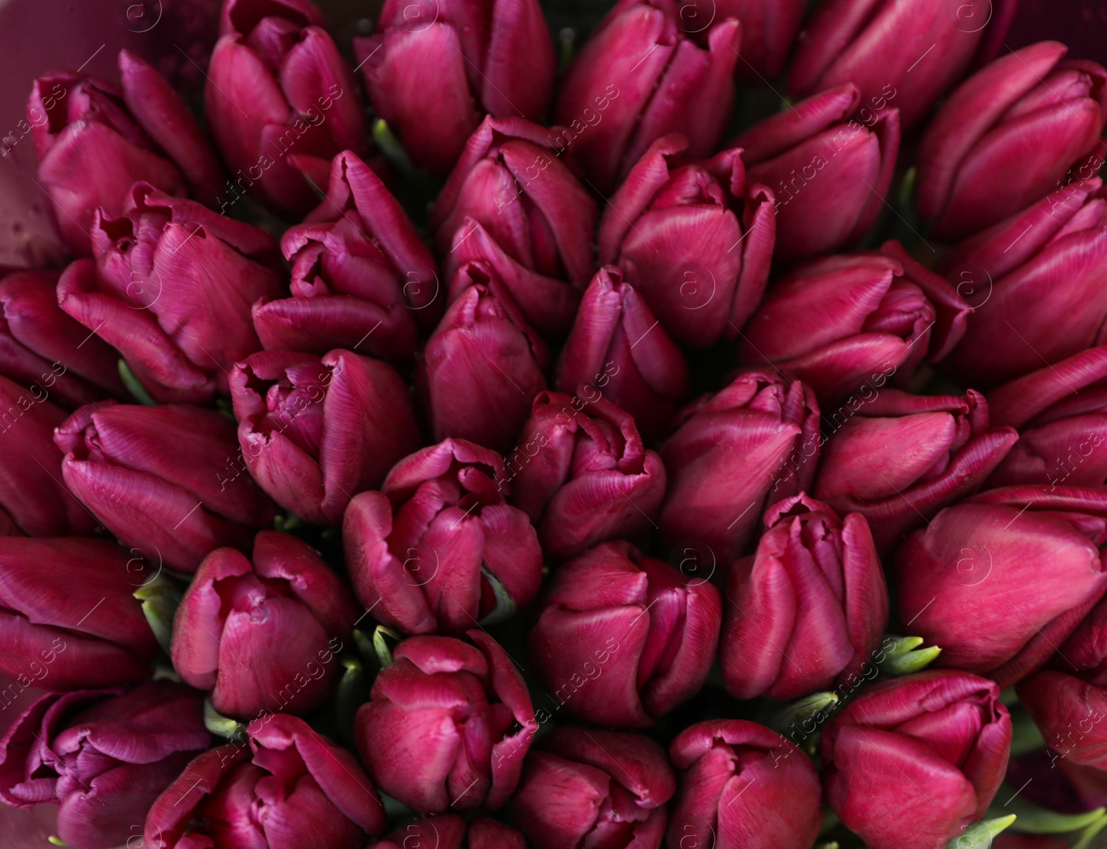 Photo of Beautiful bouquets of tulip flowers, top view. Floral decor