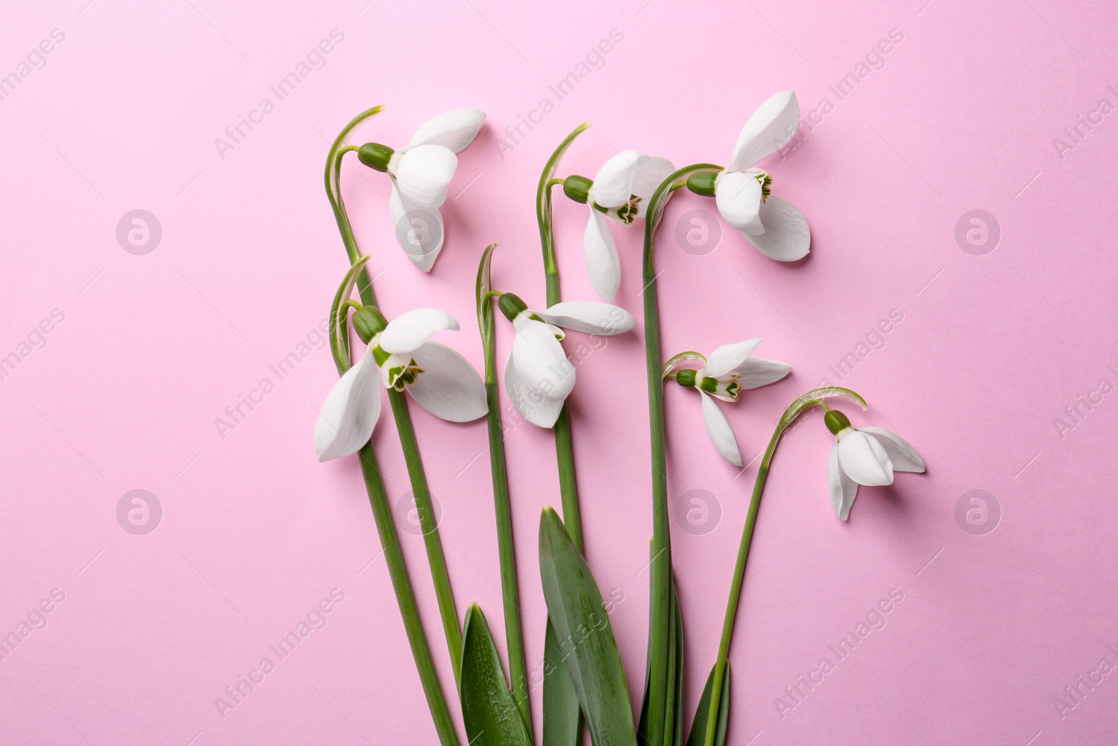 Photo of Beautiful snowdrops on pink background, flat lay