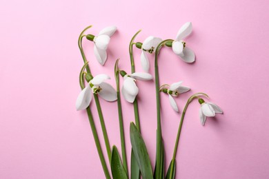 Beautiful snowdrops on pink background, flat lay