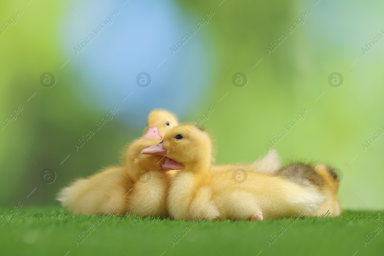 Photo of Cute fluffy ducklings on artificial grass against blurred background, closeup. Baby animals