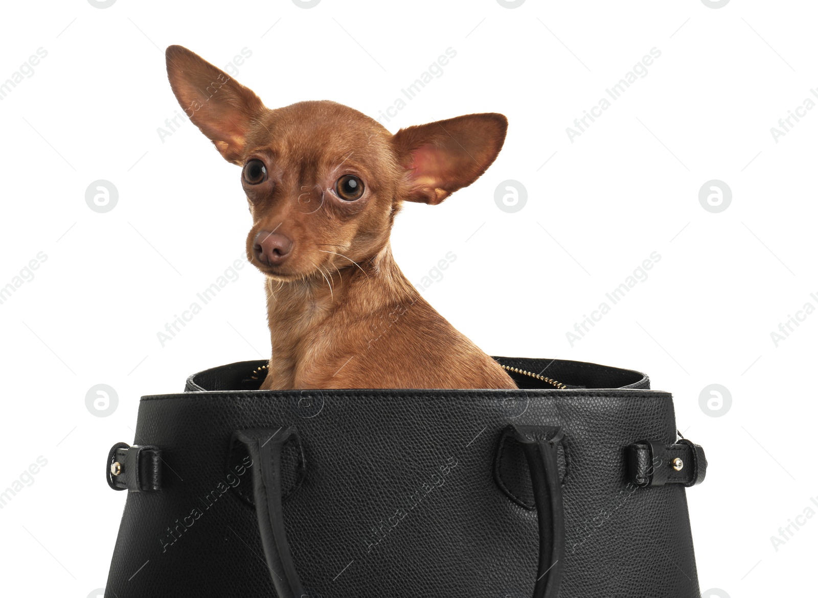 Photo of Cute toy terrier in female handbag isolated on white. Domestic dog