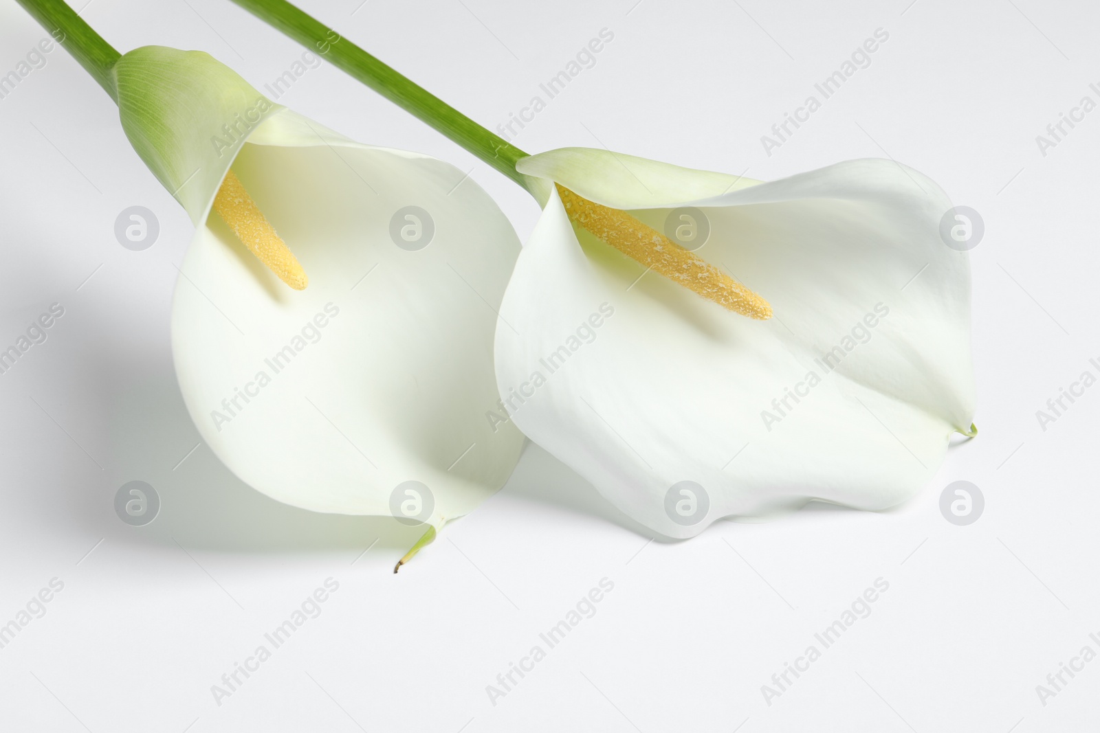 Photo of Beautiful calla lily flowers on white background