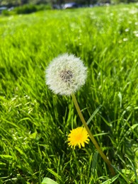 Photo of Beautiful dandelion flowers and green grass growing outdoors