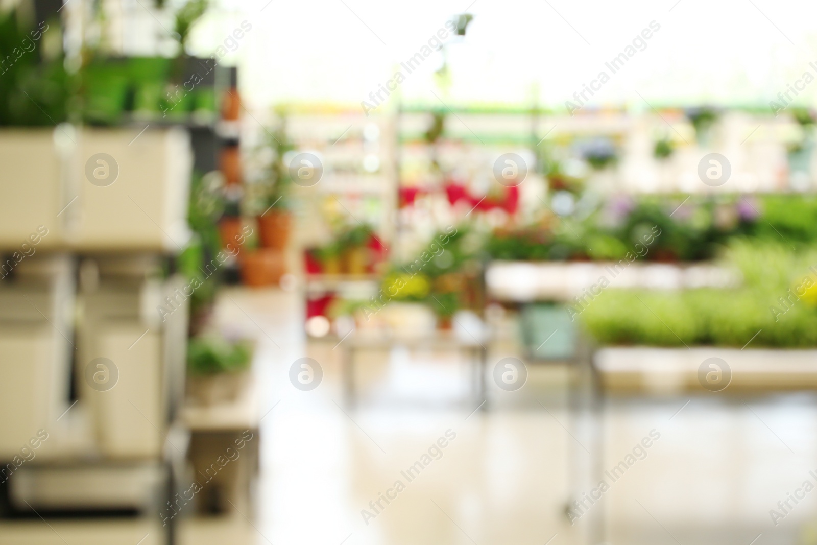 Photo of Blurred view of flower shop with tropical plants