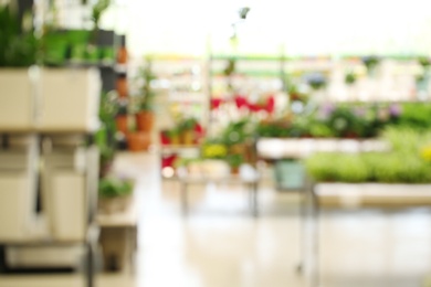 Blurred view of flower shop with tropical plants