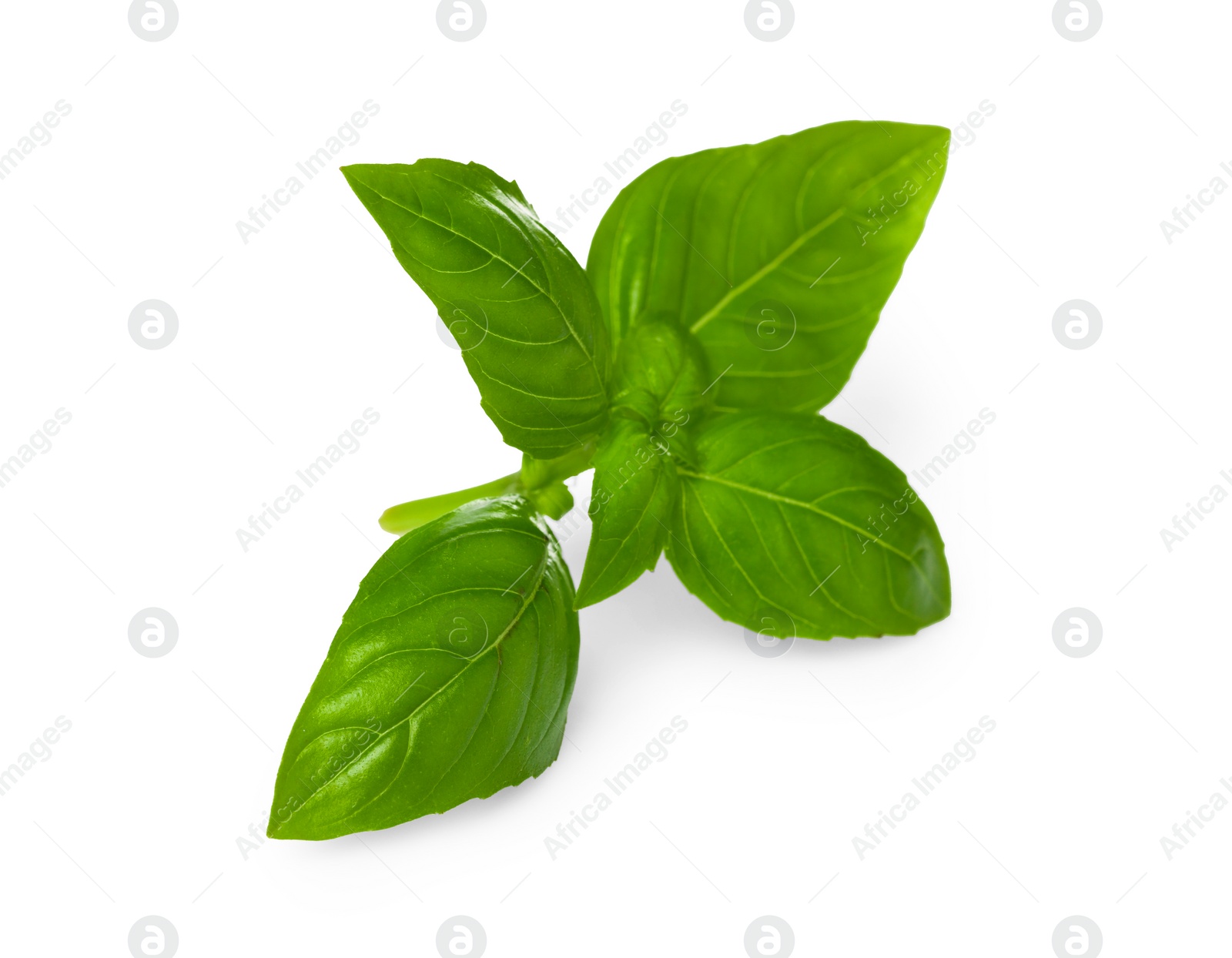 Photo of Fresh green basil leaves isolated on white