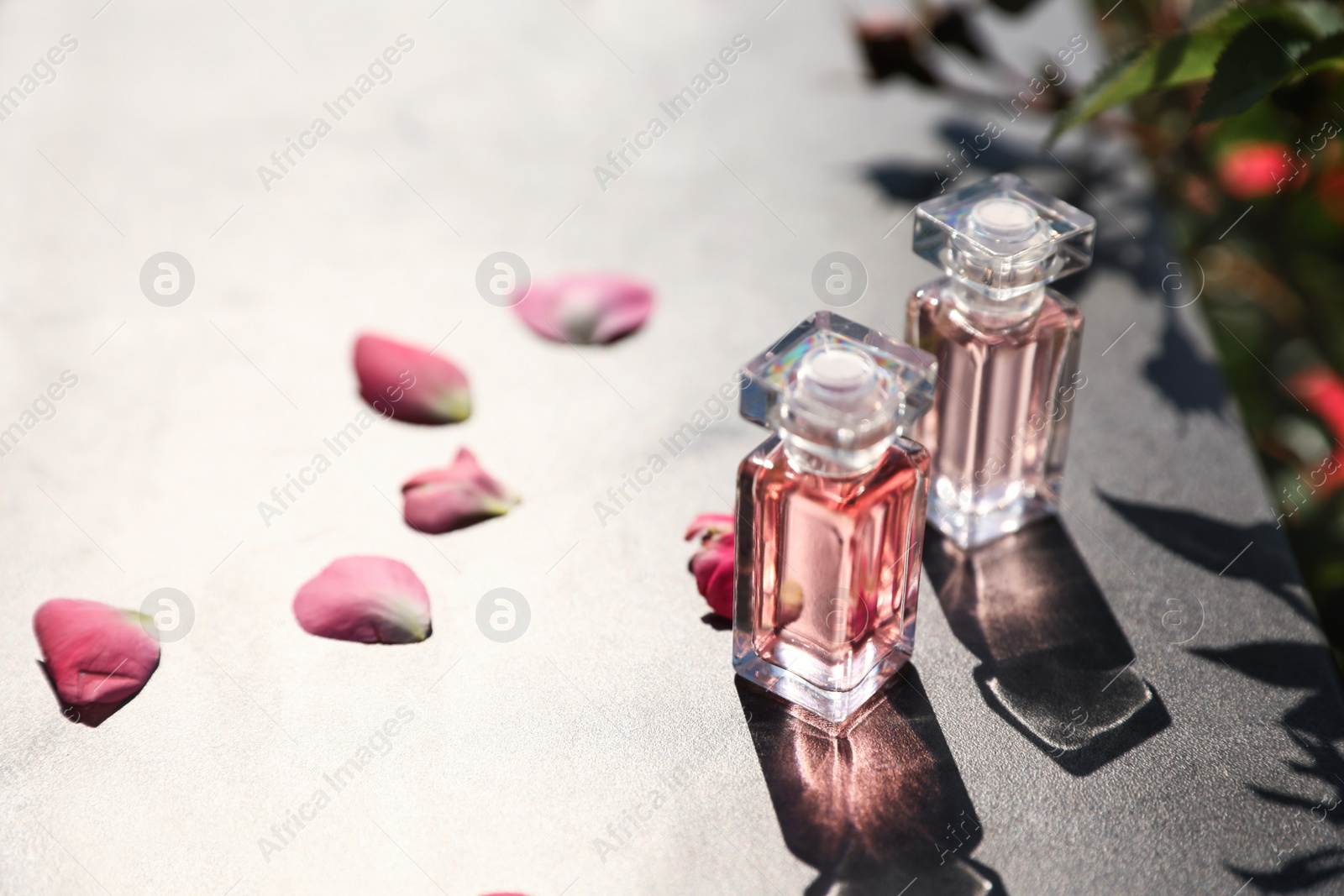 Photo of Bottles with luxury perfume and fresh rose petals on grey table, space for text