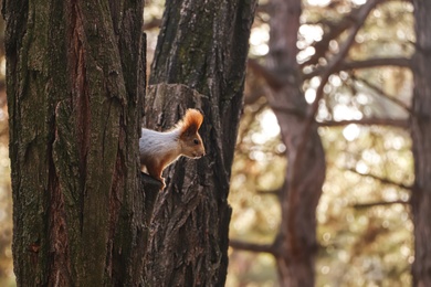 Cute red squirrel on tree in forest