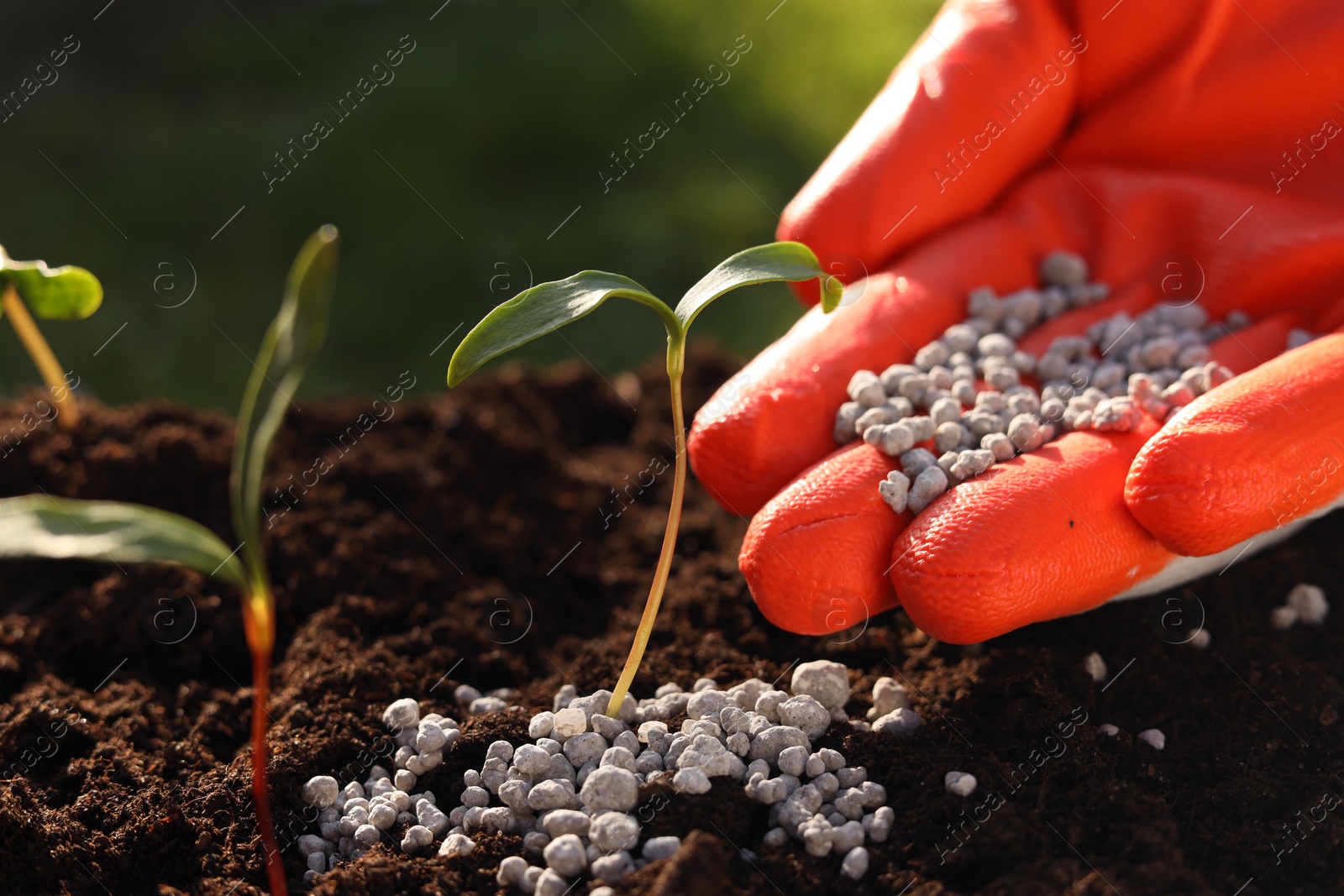 Photo of Man fertilizing soil with growing young sprouts outdoors, closeup