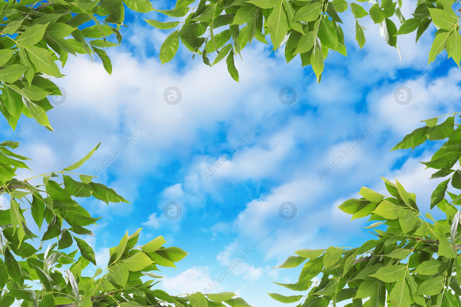 Image of Beautiful blue sky with clouds, view through vibrant green leaves