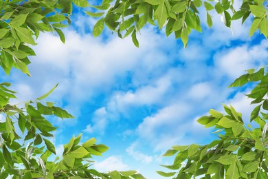 Beautiful blue sky with clouds, view through vibrant green leaves