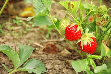 Photo of Strawberry plant with ripening berries growing in field