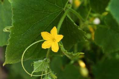 Photo of Blooming cucumber plant growing outdoors, closeup view