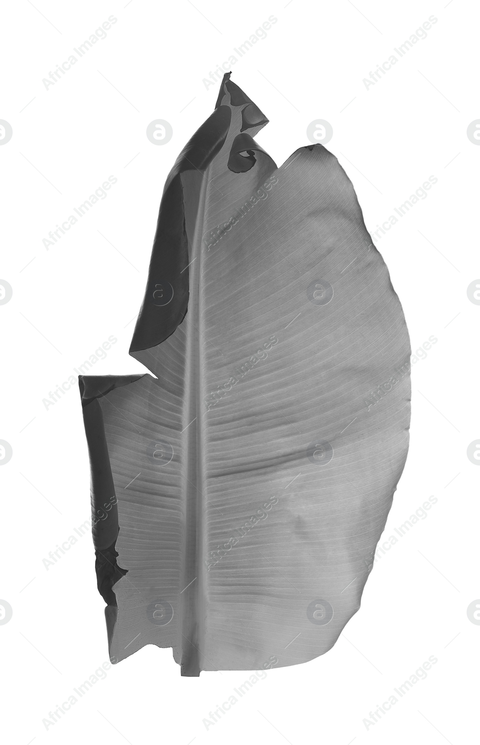 Image of Leaf of banana plant on white background. Black and white tone 