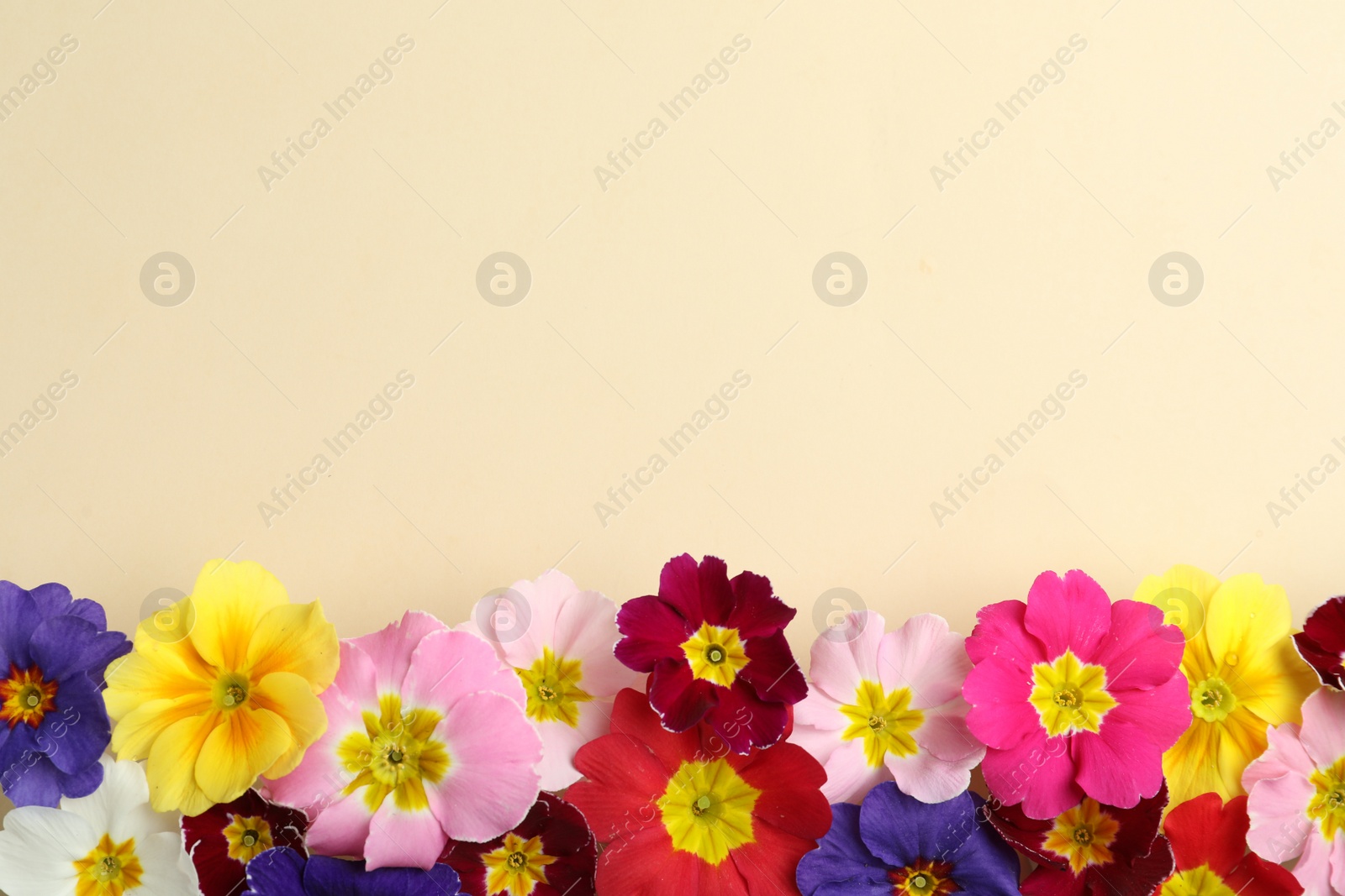 Photo of Primrose Primula Vulgaris flowers on beige background, flat lay with space for text. Spring season