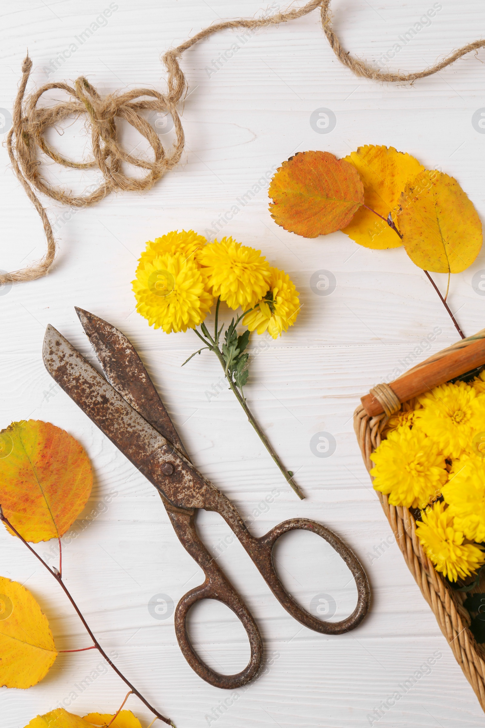 Photo of Flat lay composition with scissors, twine and Chrysanthemum flowers on white wooden table