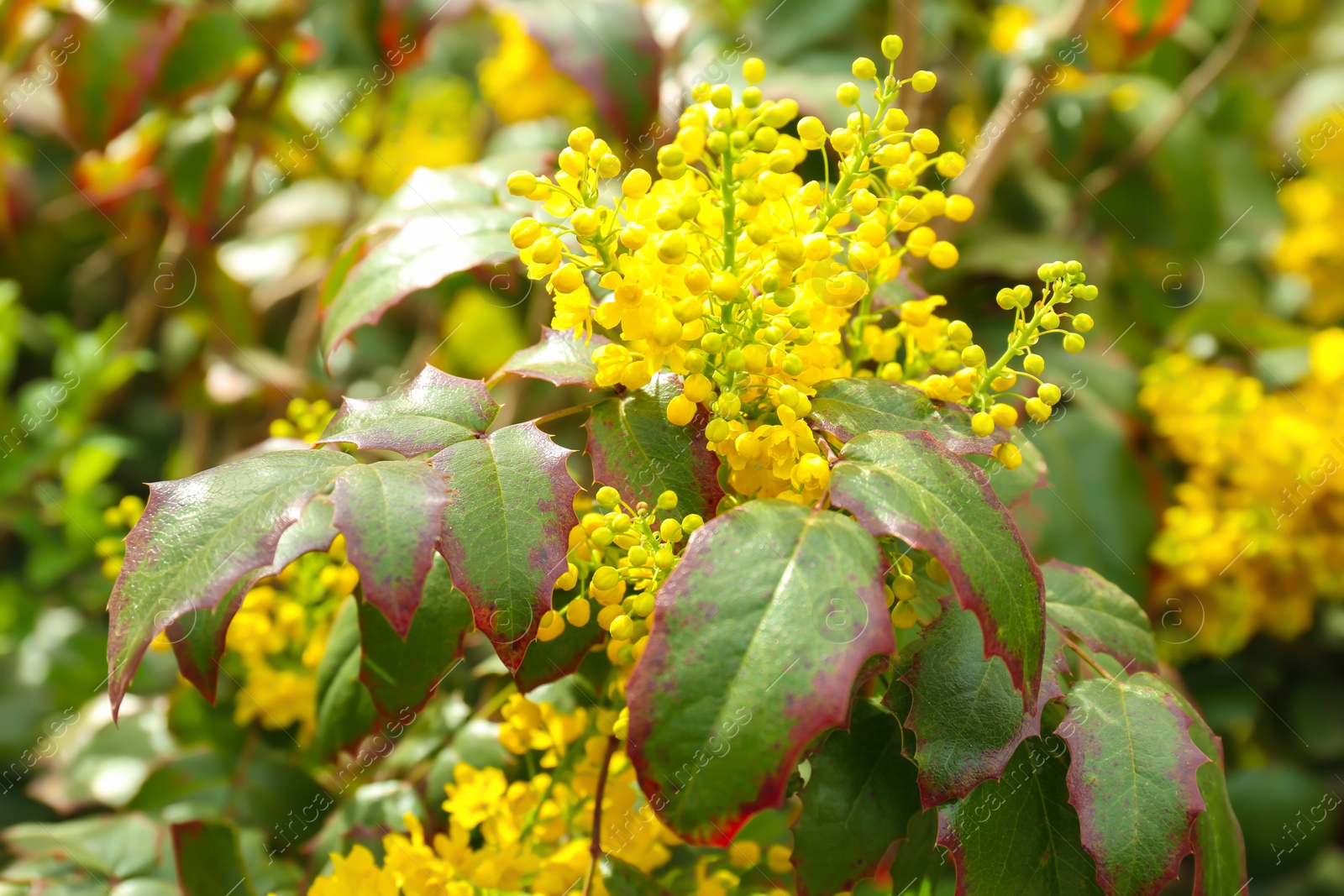 Photo of Bush with yellow blossoms on spring day