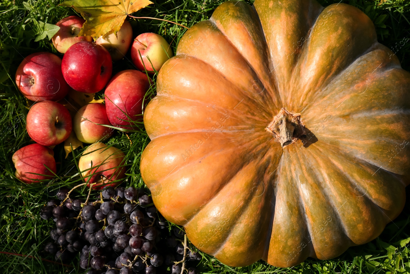 Photo of Ripe pumpkin, fruits and maple leaves on green grass outdoors, flat lay. Autumn harvest