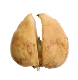 Avocado pit with young sprout on white background