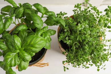Photo of Aromatic potted basil and thyme on white background, above view