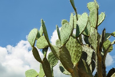 Photo of Beautiful prickly pear cactus growing against blue sky, space for text
