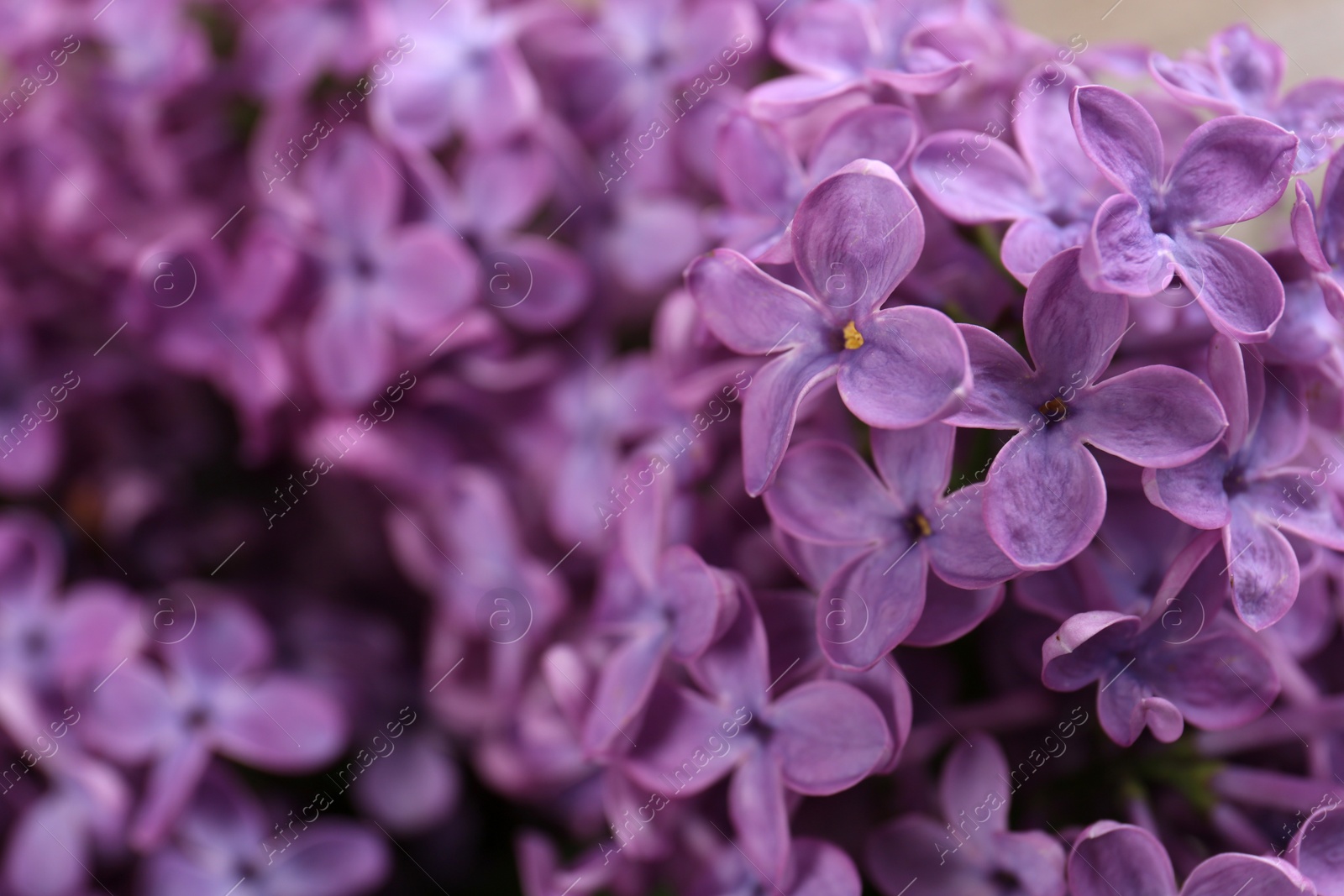 Photo of Closeup view of beautiful lilac flowers as background, space for text