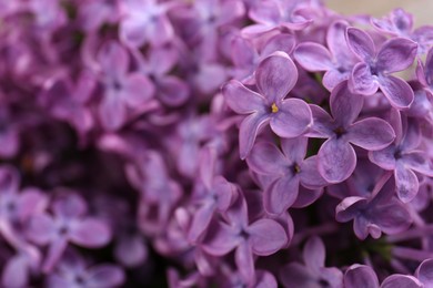 Photo of Closeup view of beautiful lilac flowers as background, space for text