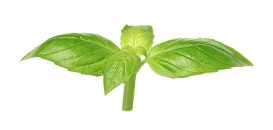 Photo of Fresh green basil leaves isolated on white