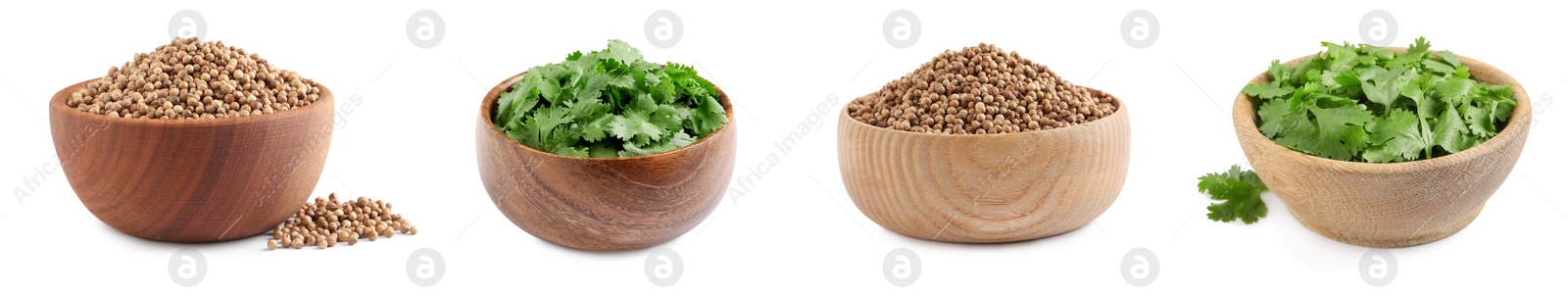 Image of Set with fresh green coriander leaves and dried seeds on white background. Banner design