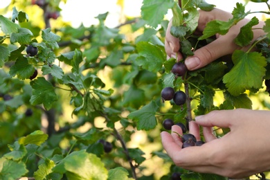 Photo of Woman picking black currant berries outdoors, closeup