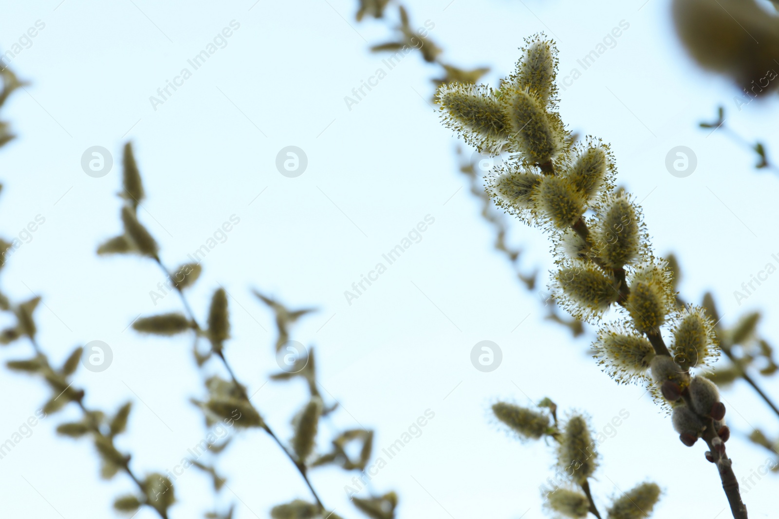 Photo of Beautiful view of pussy willow branches against blue sky outdoors, space for text