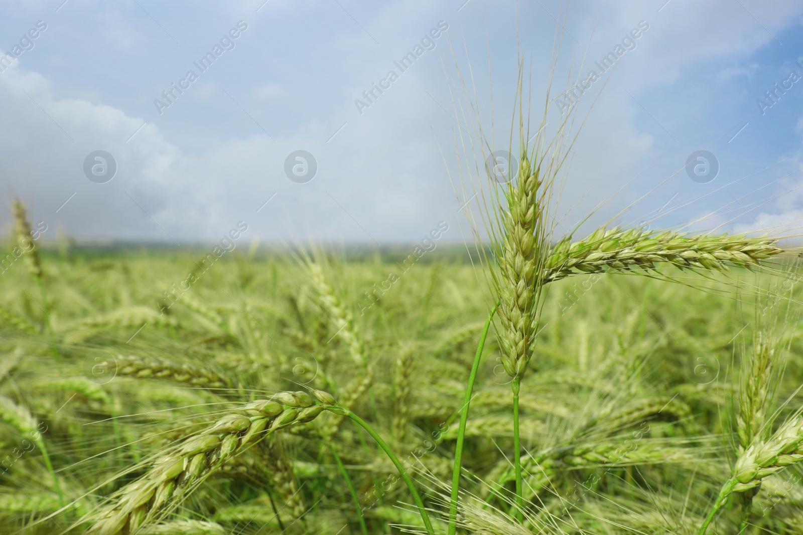 Photo of Closeup view of agricultural field with ripening wheat crop