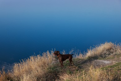 Cute German Shorthaired Pointer dog near river, space for text