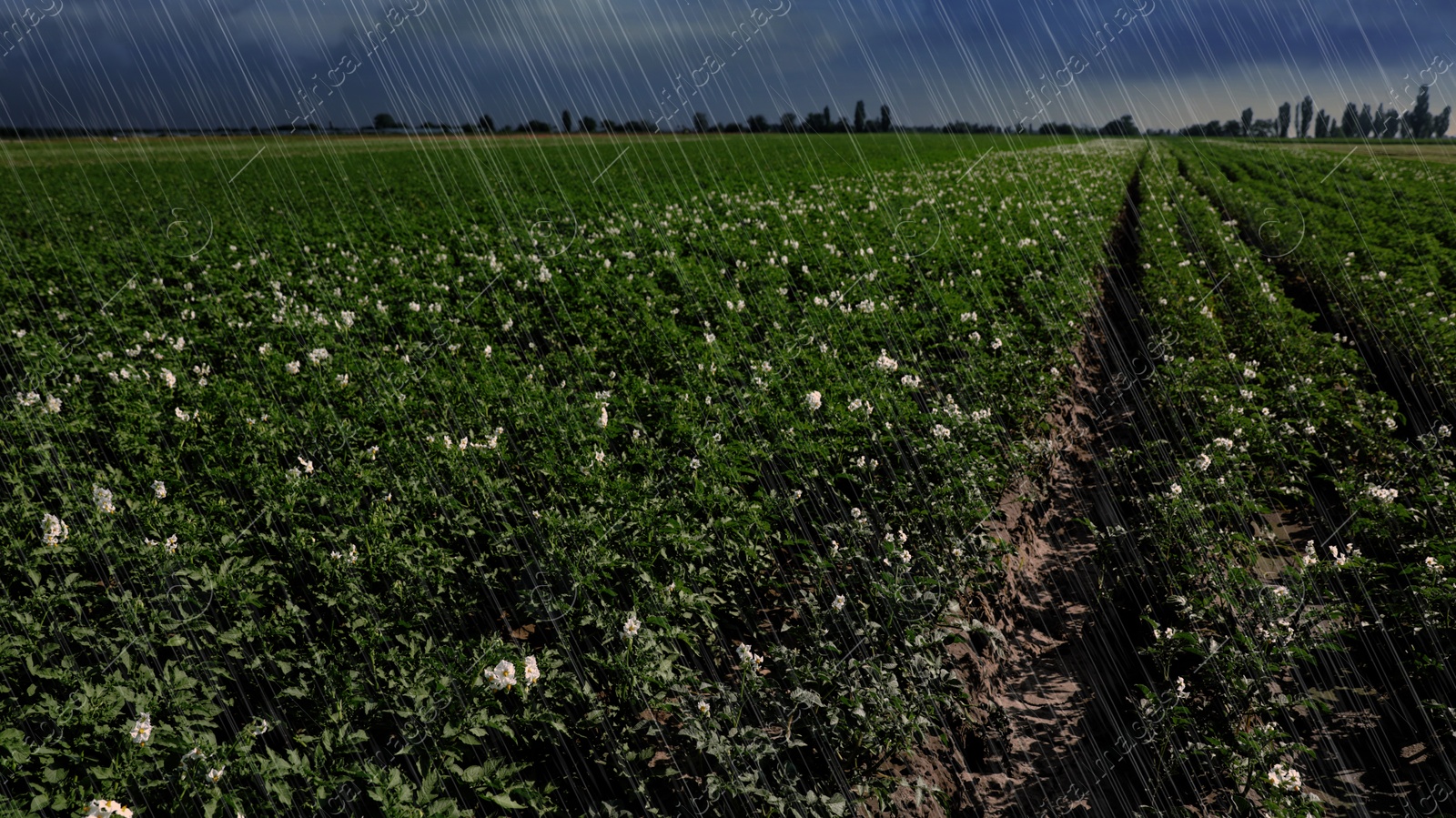 Image of Heavy rain over field with blooming potato bushes on grey day