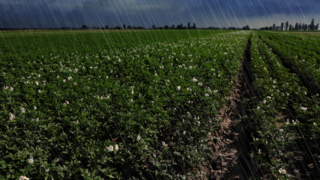 Image of Heavy rain over field with blooming potato bushes on grey day
